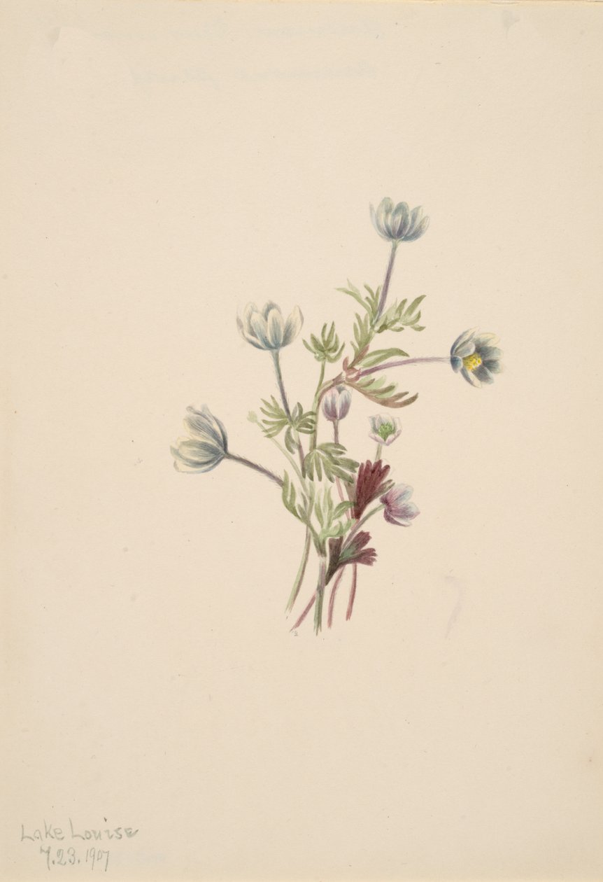 Anemone Anemone drummondii, 1907. af Mary Vaux Walcott