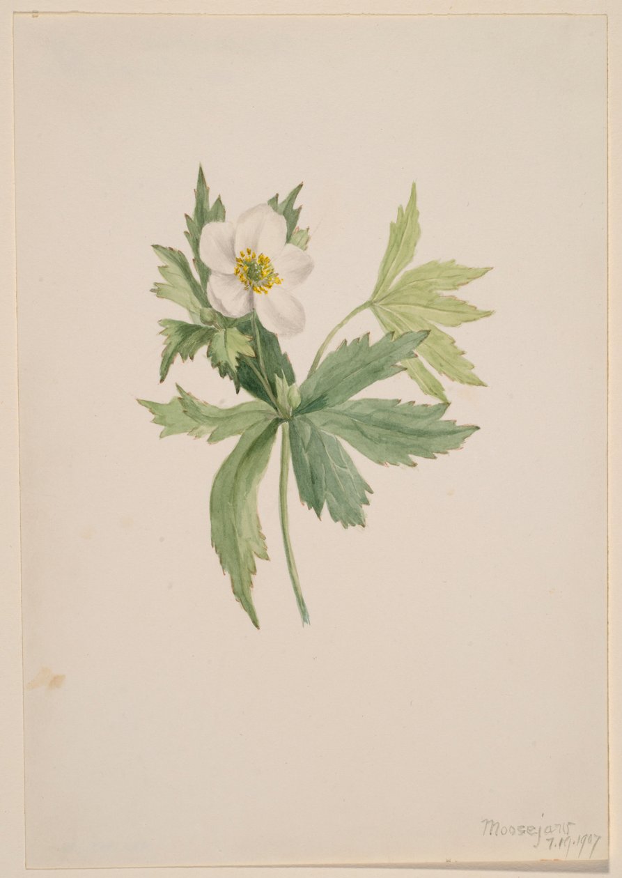 Anemone canadensis af Mary Vaux Walcott