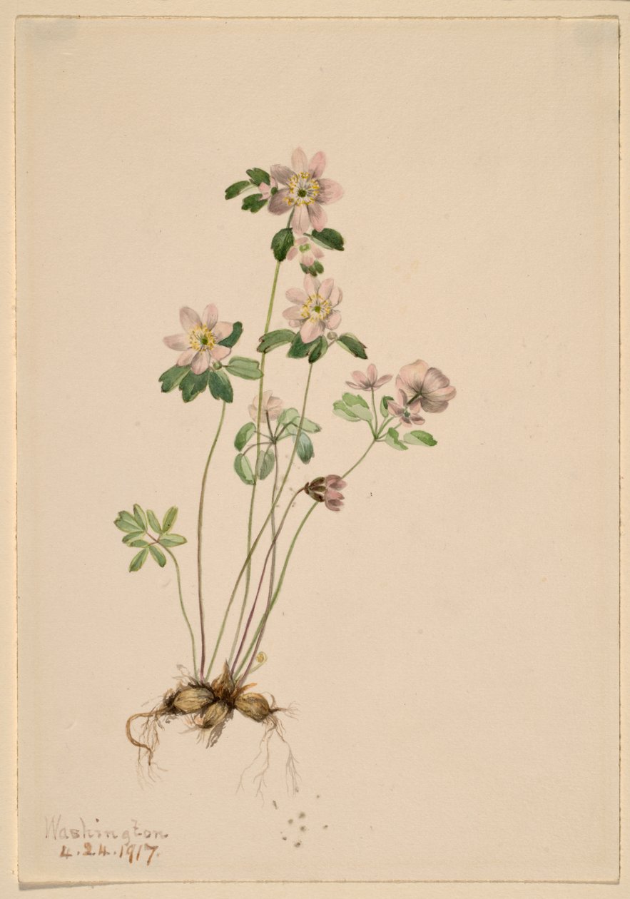 Anemonella (Syndesmon thalictroides) af Mary Vaux Walcott