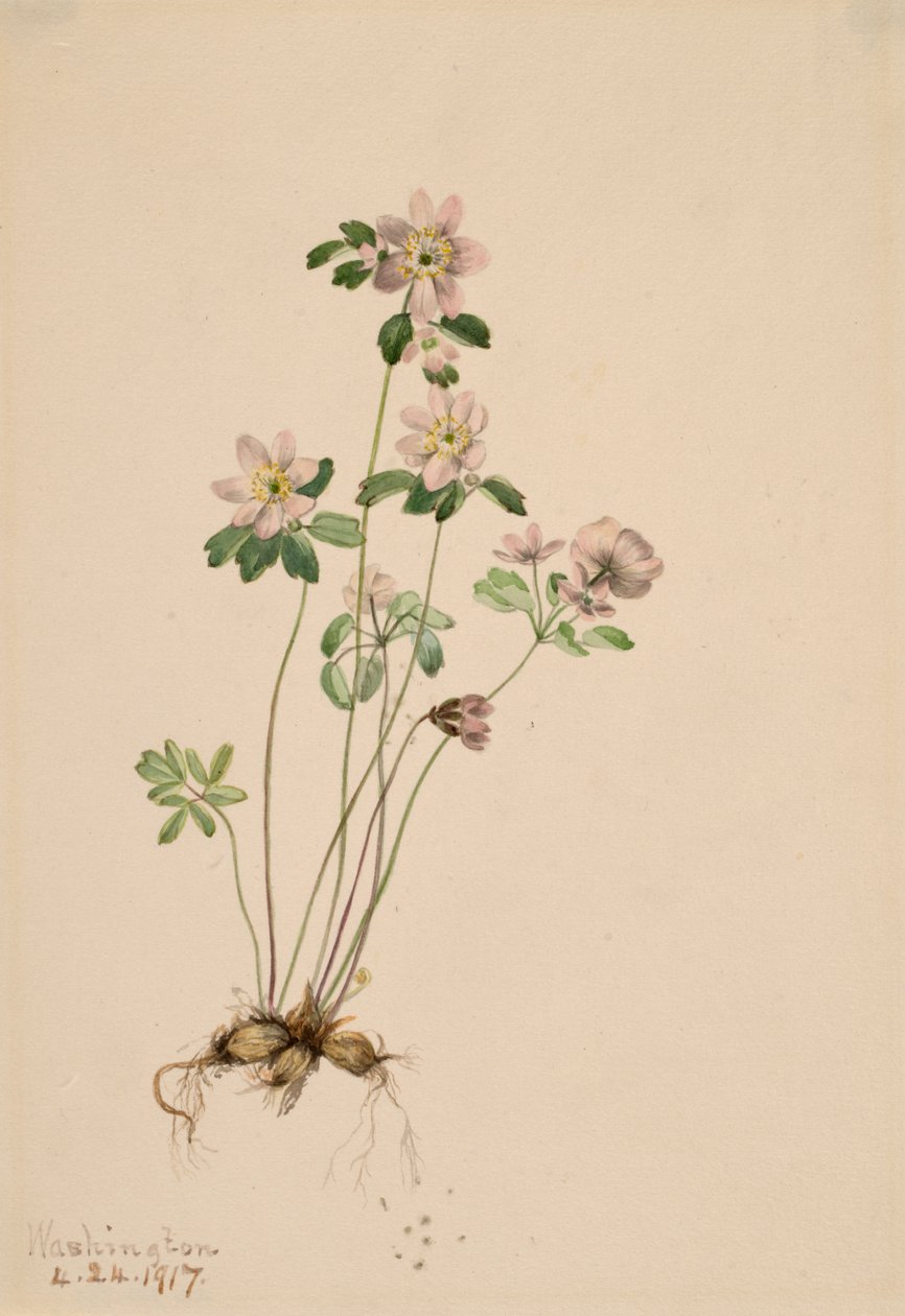 Anemonella Syndesmon thalektroides, 1917. af Mary Vaux Walcott