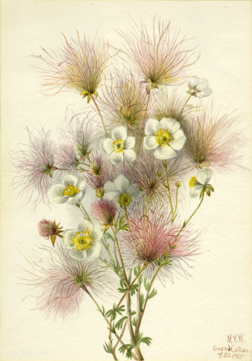 Apache-plume (Fallugia paradoxa) af Mary Vaux Walcott