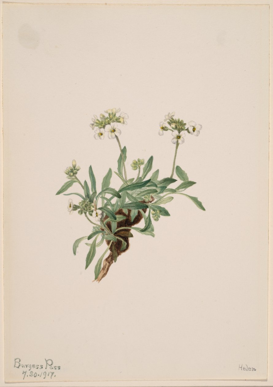 Arabis drummondii af Mary Vaux Walcott