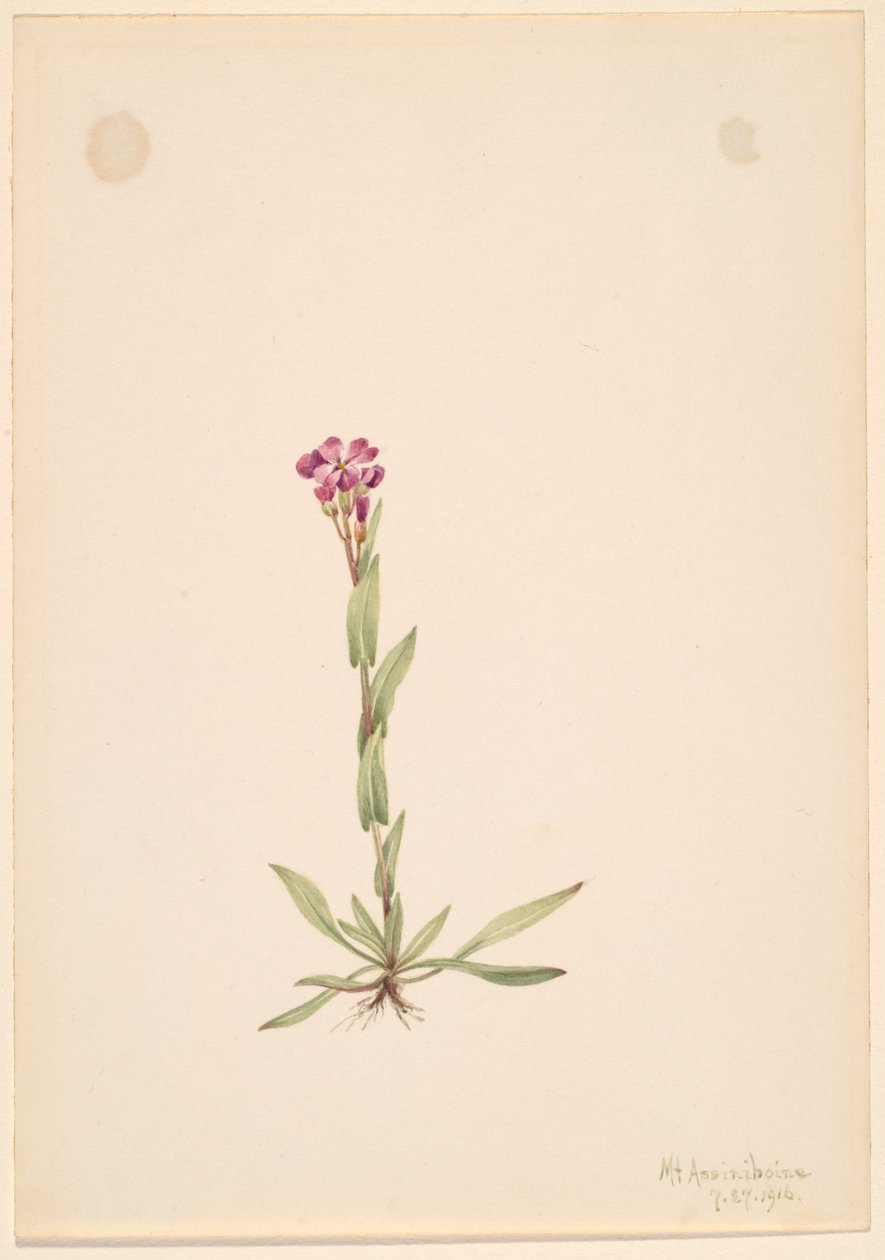 Arabis lyallii, 1916. af Mary Vaux Walcott