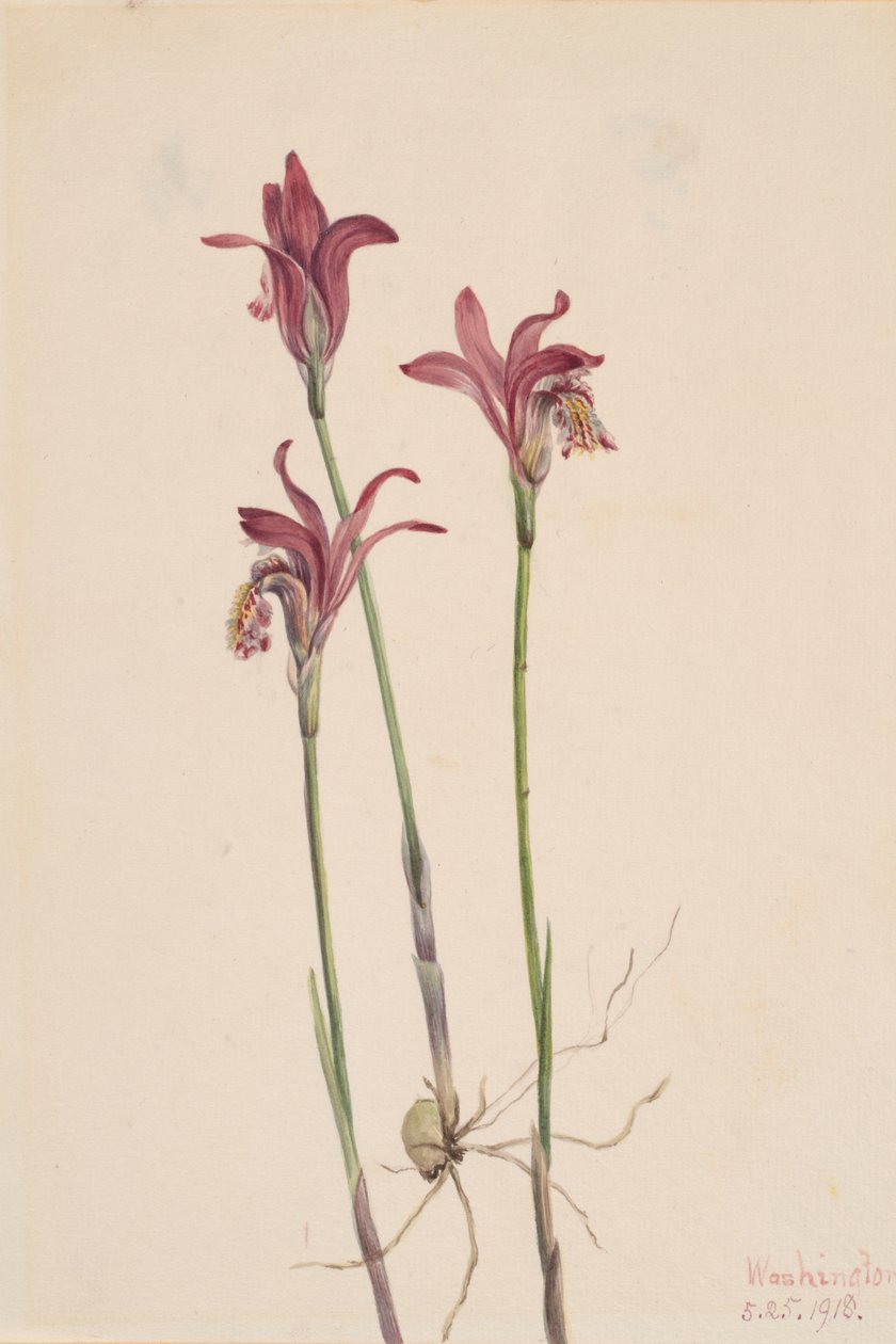 Arethusa Arethusa bulbosa, 1918. af Mary Vaux Walcott