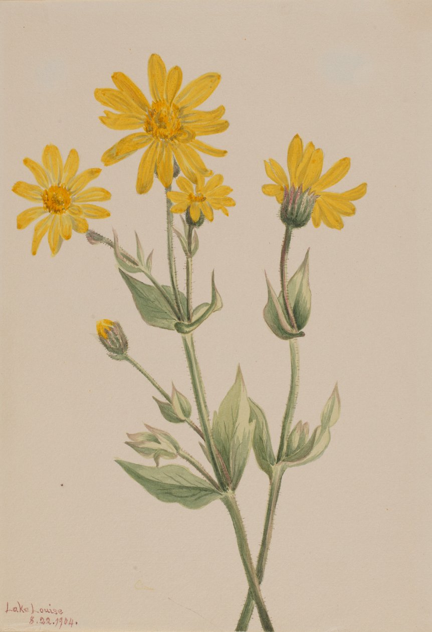 Arnika (Arnica latifolia) af Mary Vaux Walcott
