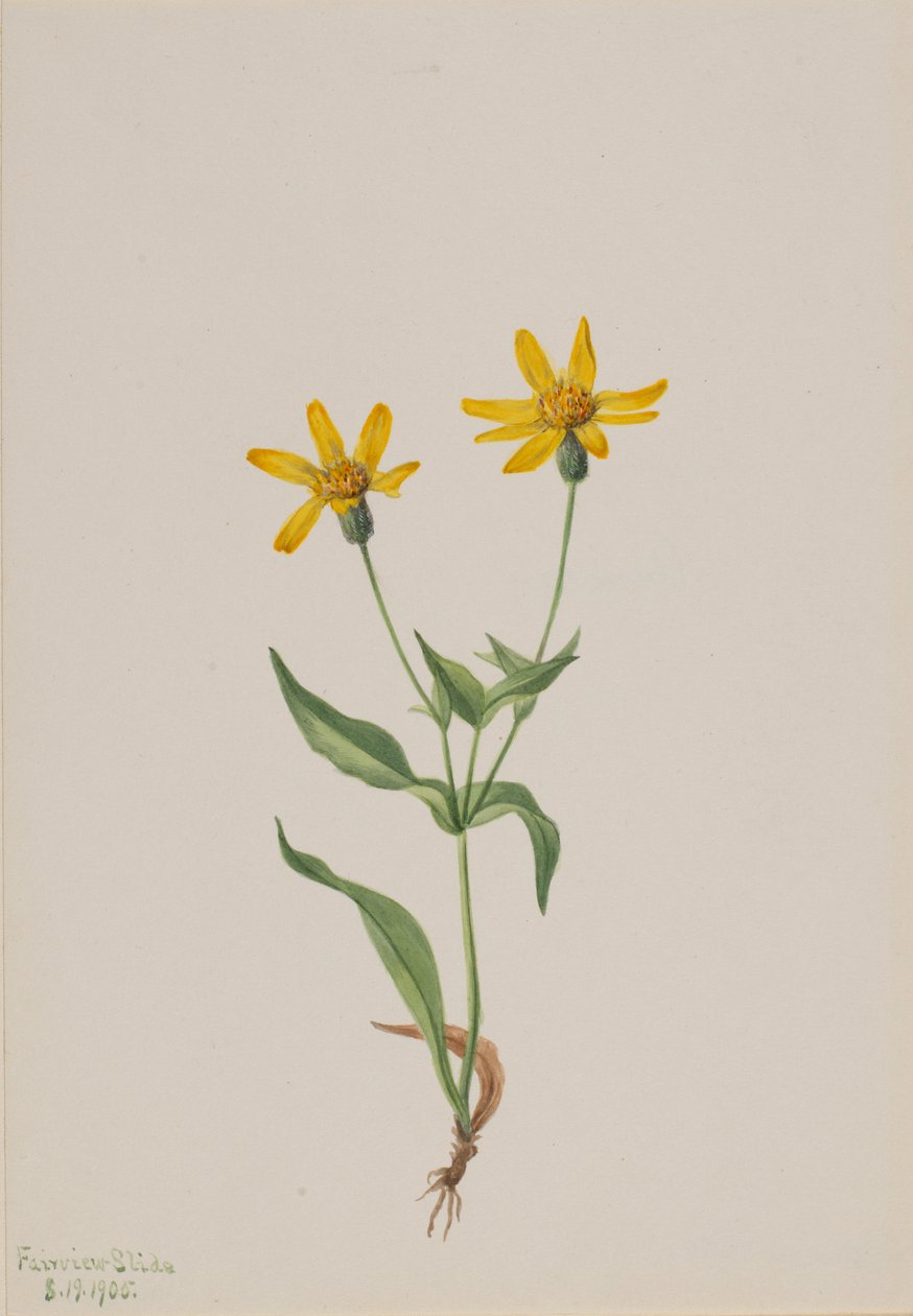 Arnica alpina af Mary Vaux Walcott