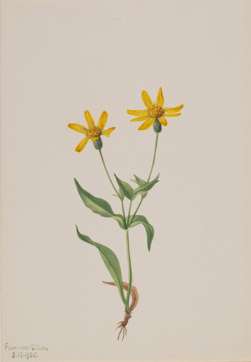 Arnica alpina, 1905. af Mary Vaux Walcott