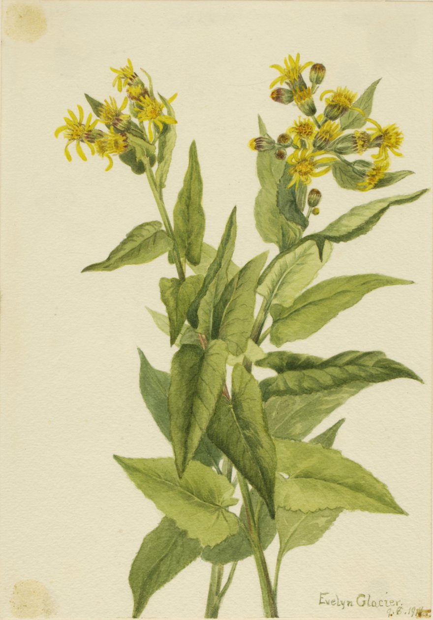 Arrowleaf Groundsel Senecia triangularis, 1916. af Mary Vaux Walcott
