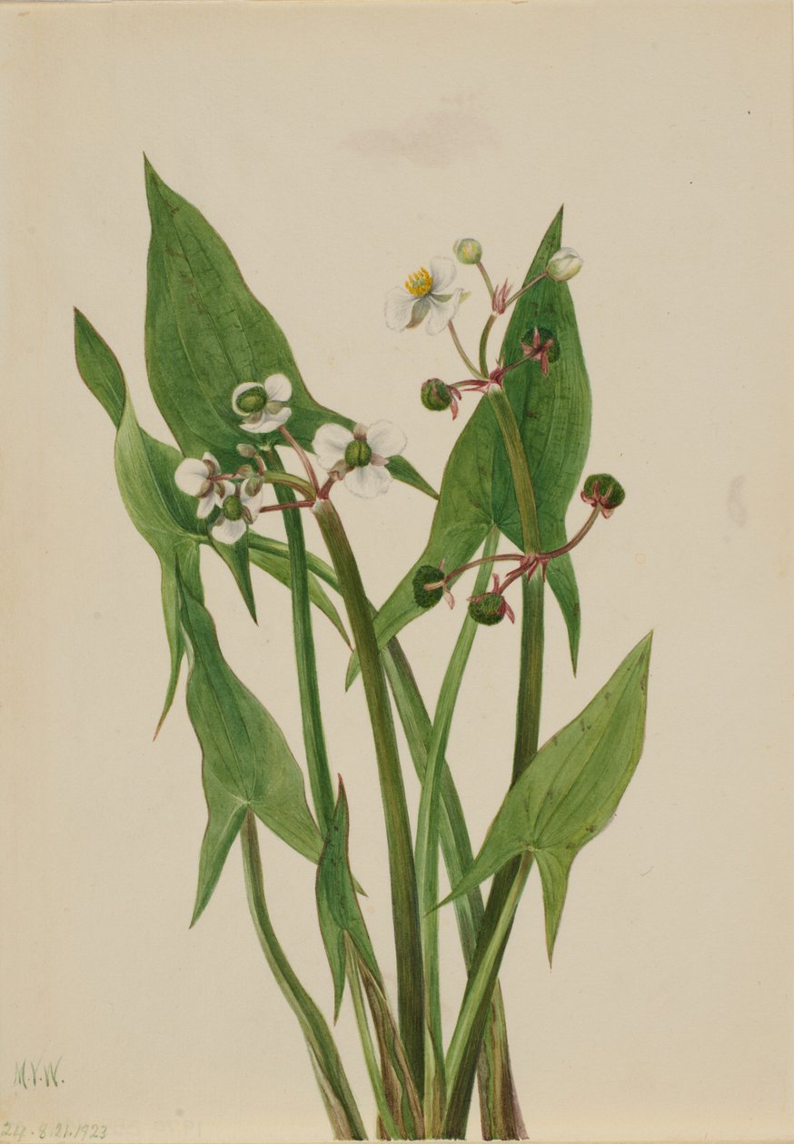 Arum pilespids (Sagittaria cuneata) af Mary Vaux Walcott