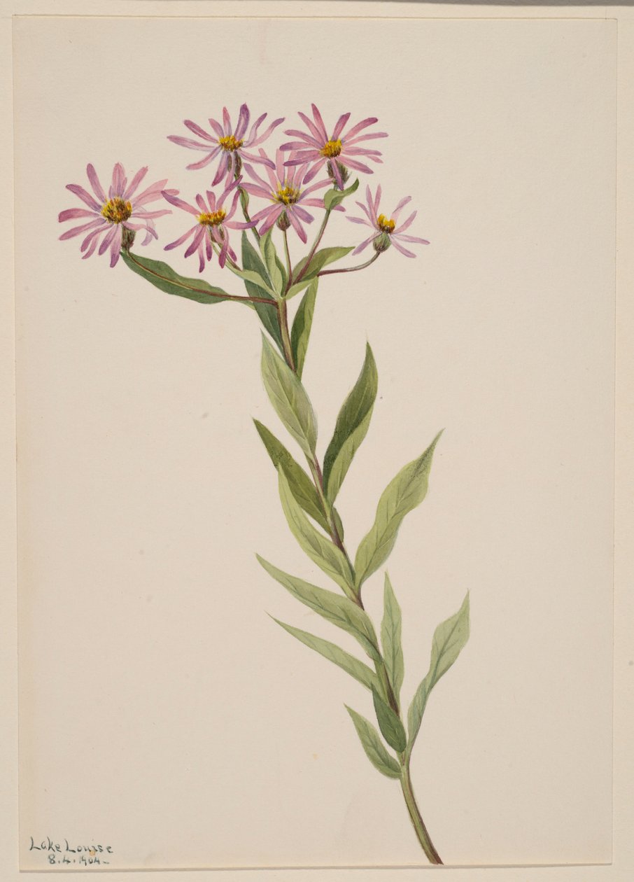 Aster Engelmann af Mary Vaux Walcott