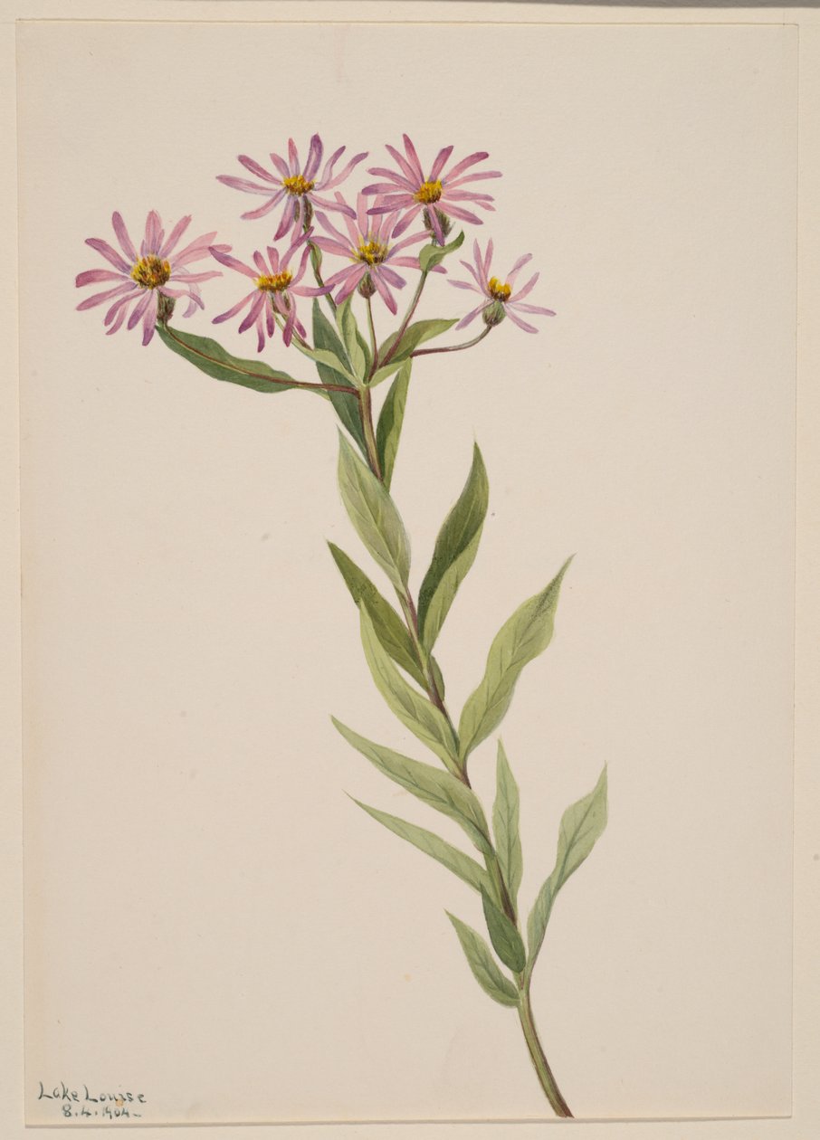Aster Engelmann, 1904. af Mary Vaux Walcott