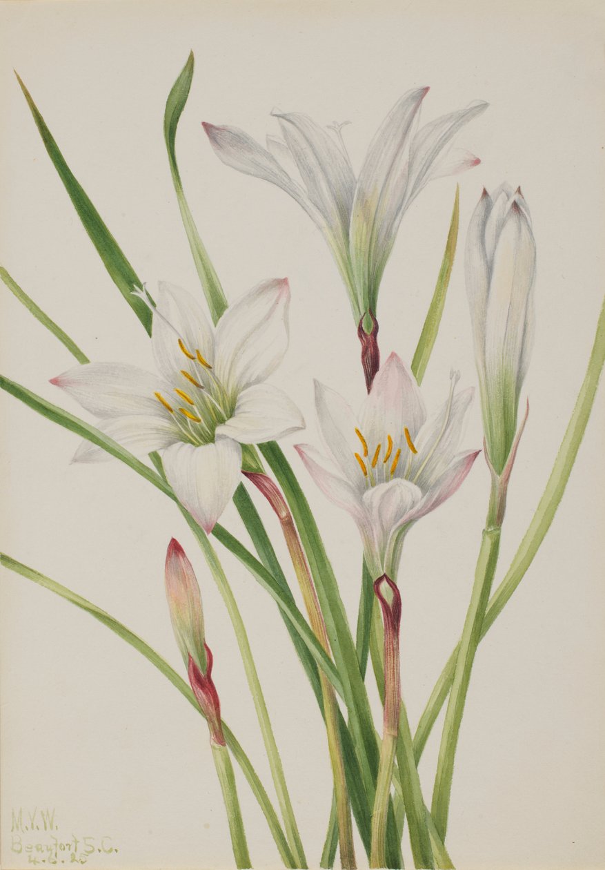 Atamasco-lilje (Atamosco atamasco) af Mary Vaux Walcott