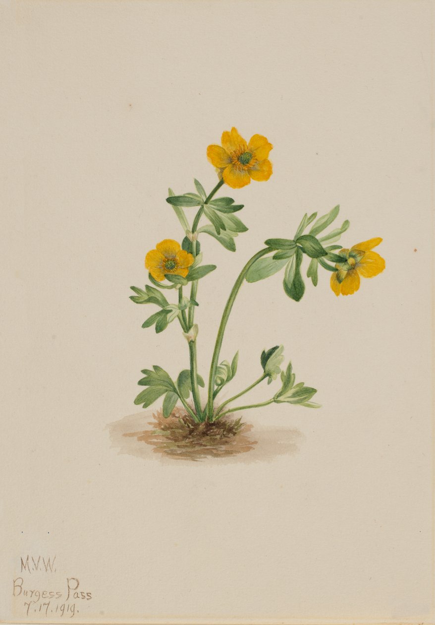 Avalanche Buttercup Ranunculus suksdorfii, 1919. af Mary Vaux Walcott