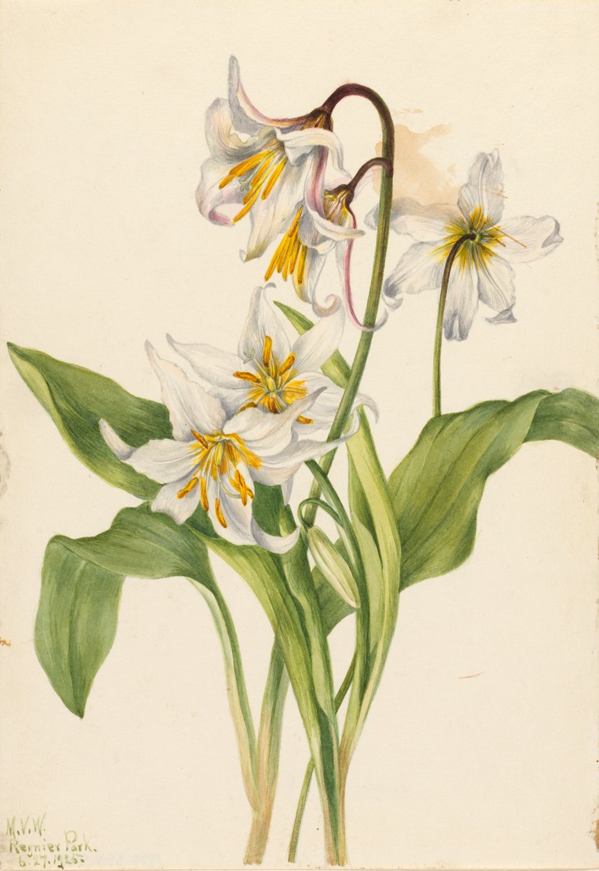 Avalanche Lily Erythronium montanum, 1925. af Mary Vaux Walcott