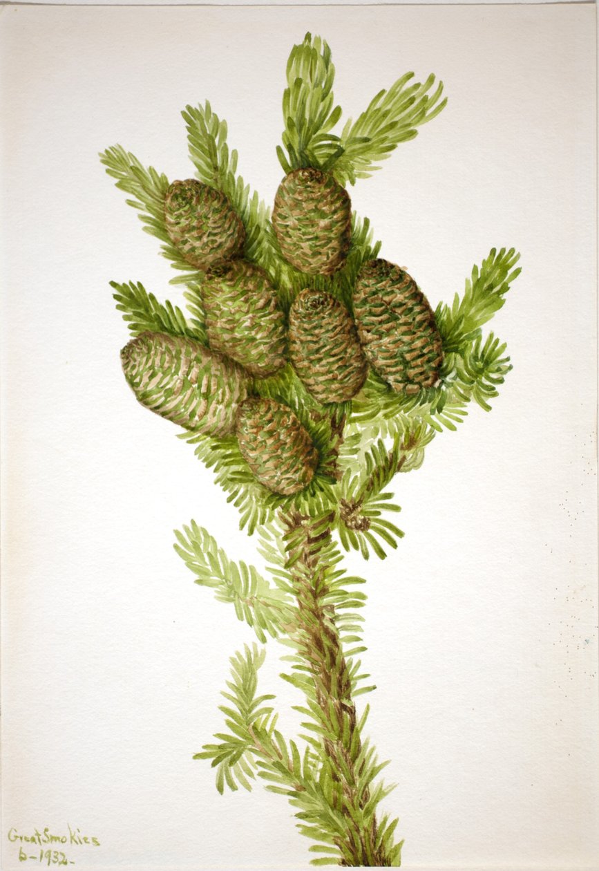 Balsam Fir (Albies fraseri) af Mary Vaux Walcott