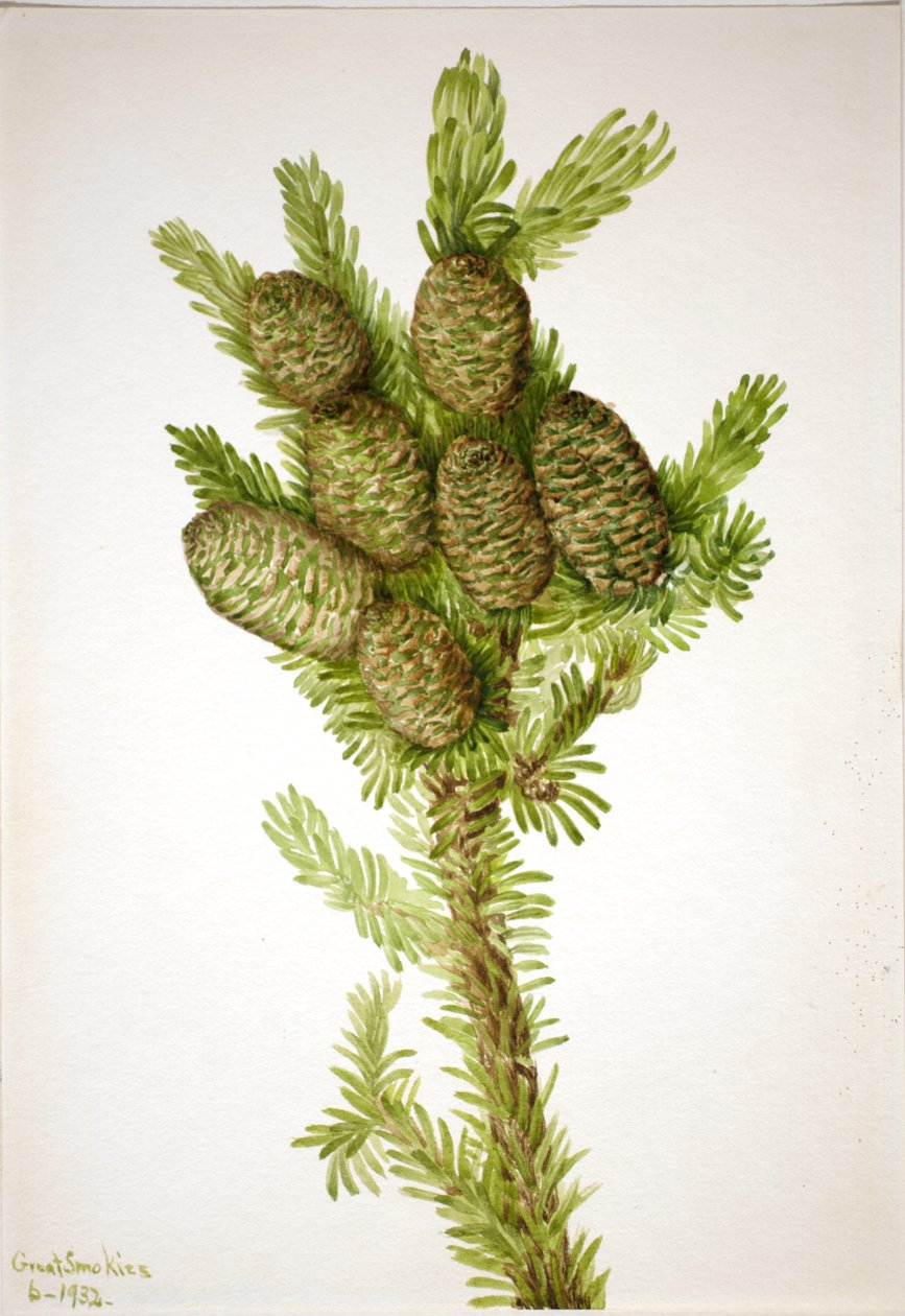 Balsamgran Albies fraseri, 1932. af Mary Vaux Walcott
