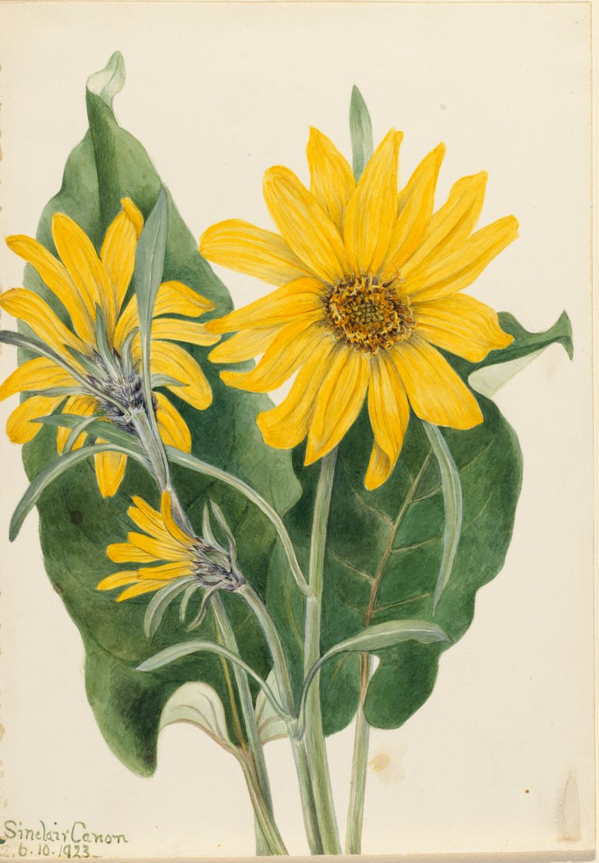 Balsamroot Balsamorhiza sagittata, 1923. af Mary Vaux Walcott