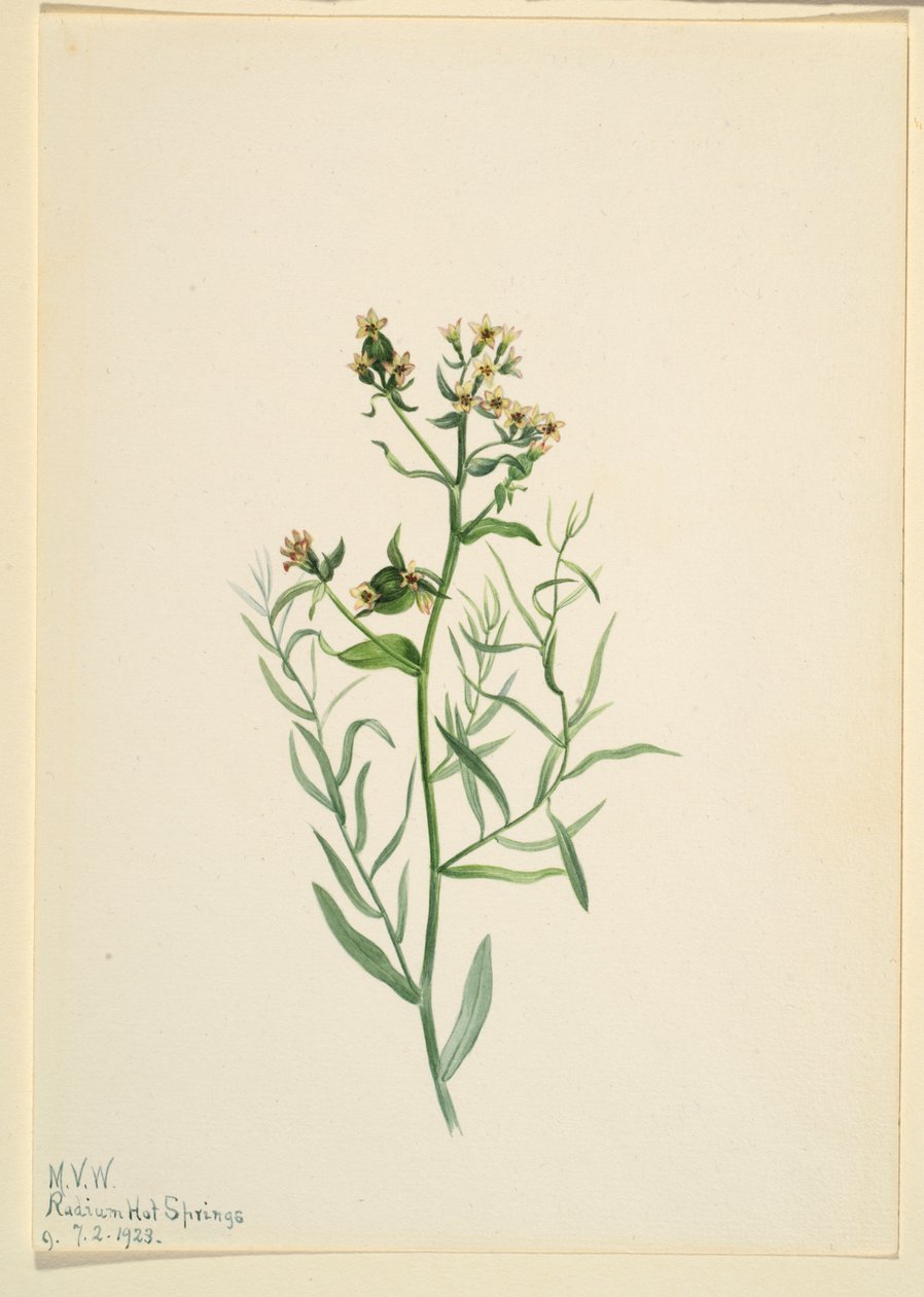 Bastardtudse (Comandra pallida) af Mary Vaux Walcott
