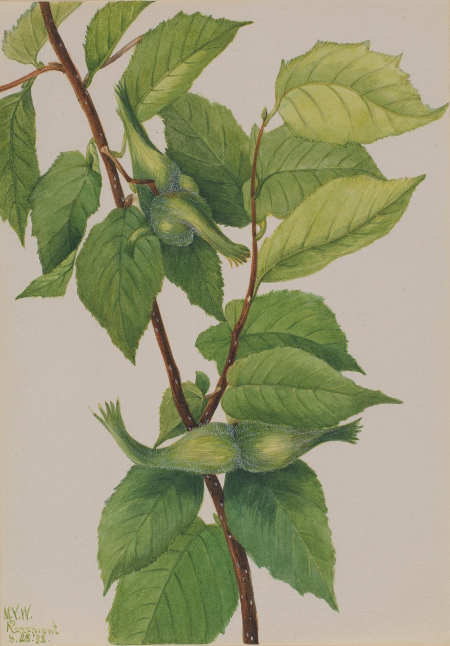 Næbbet hasselnød (Corylus rostrata) af Mary Vaux Walcott