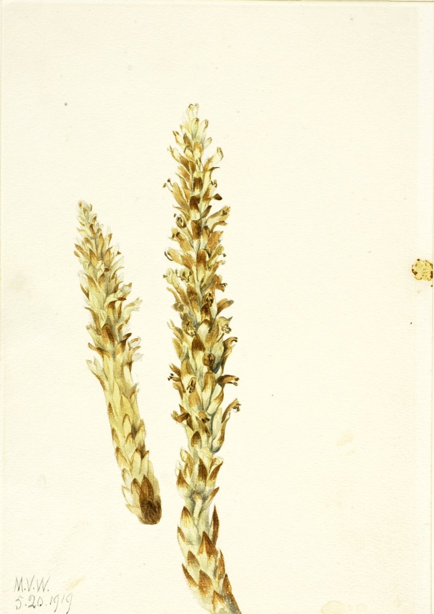 Bjørnemajs (Conopholis americana) af Mary Vaux Walcott