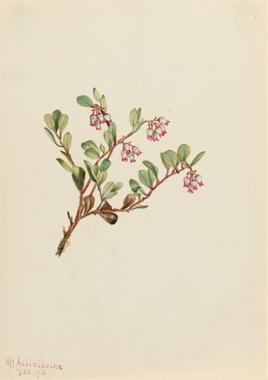 Bjørnebær (Arctostaphylos uva-ursi) af Mary Vaux Walcott