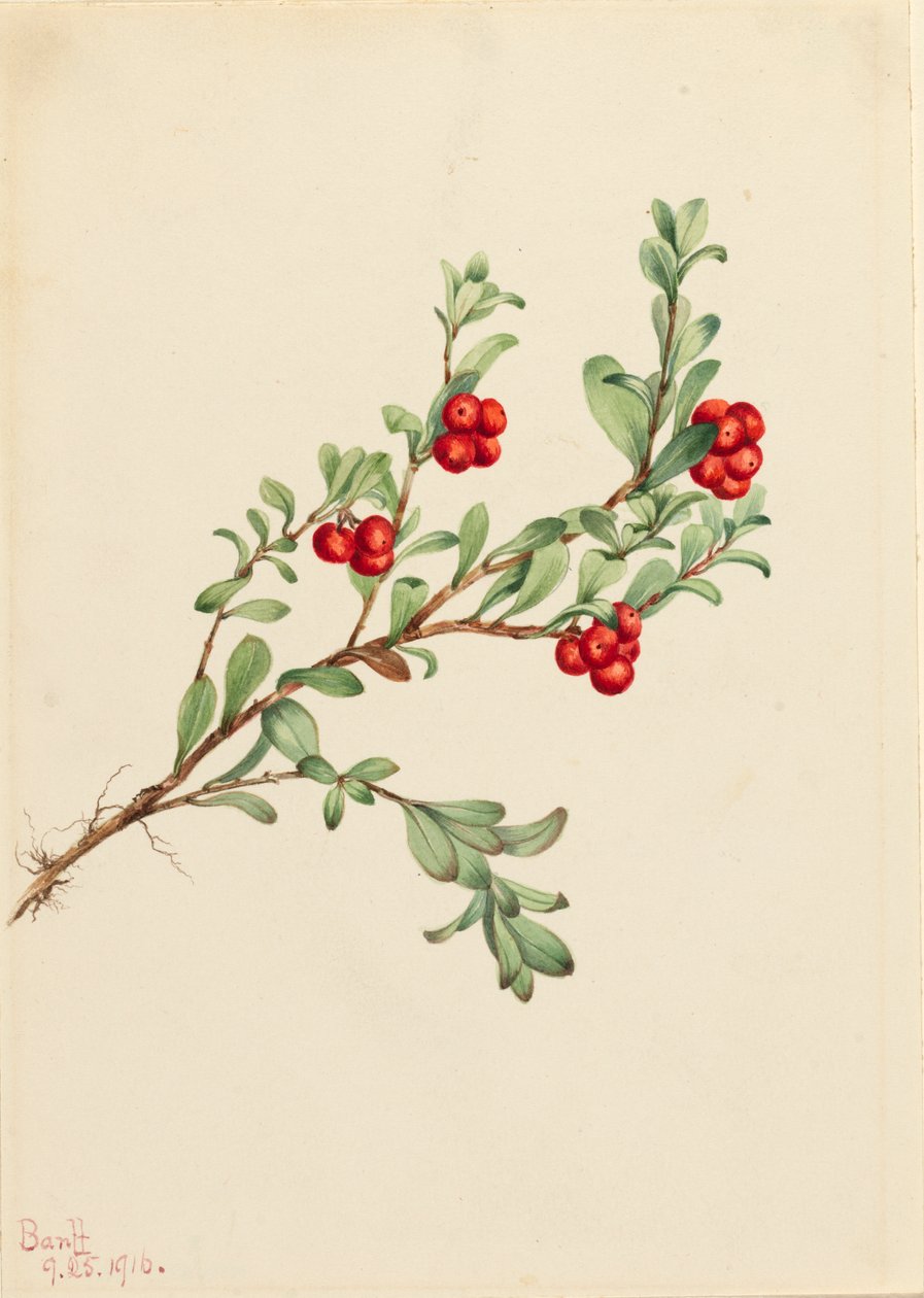 Bjørnebær Arctostaphylos uva-ursi, 1916. af Mary Vaux Walcott