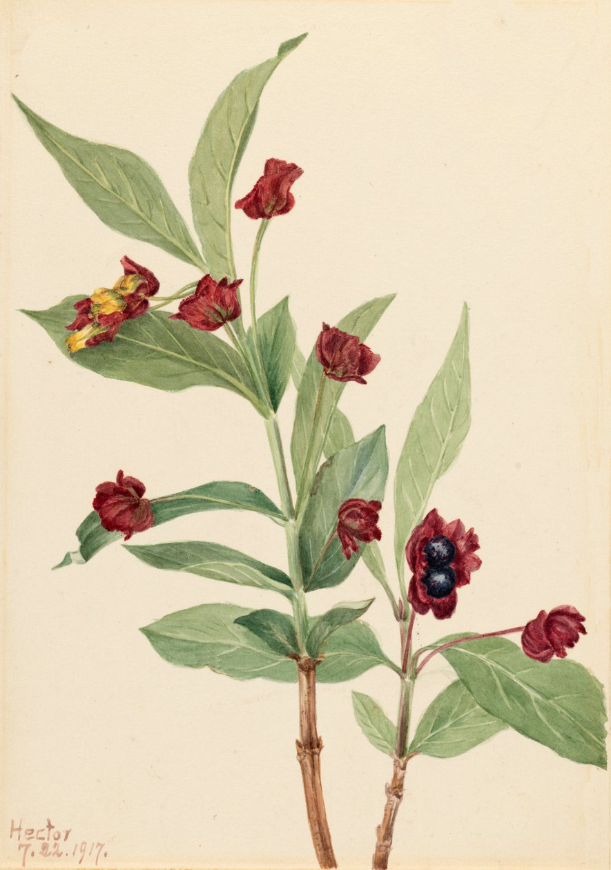 Bjørnebærkaprifolier Lonicera involucrata, 1917. af Mary Vaux Walcott