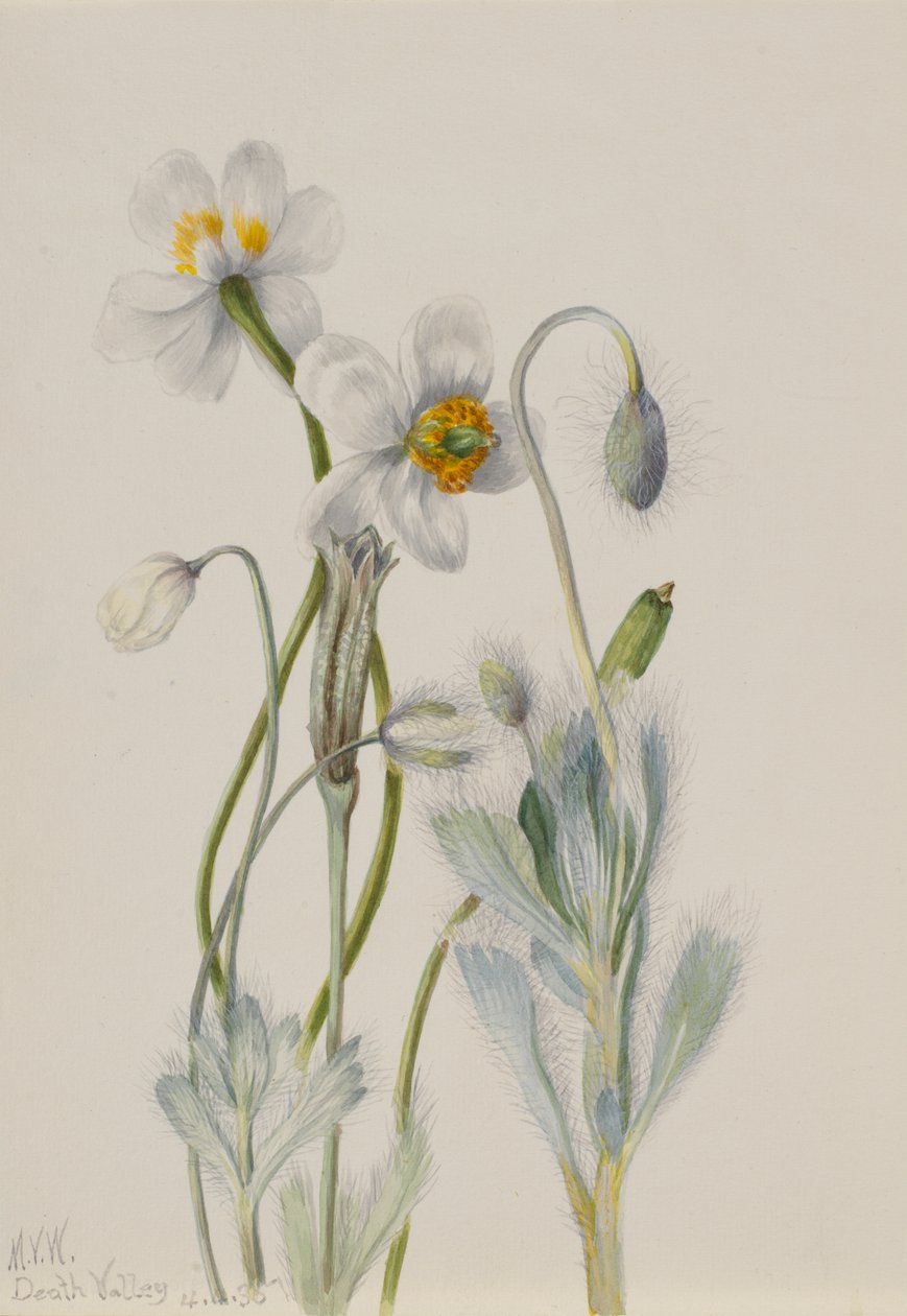 Bearpoppy Arctomecon merriami, 1935. af Mary Vaux Walcott