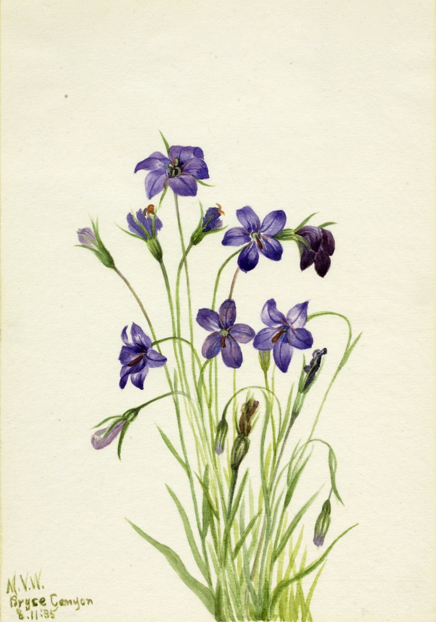 Klokkeblomst Campanula, 1935. af Mary Vaux Walcott
