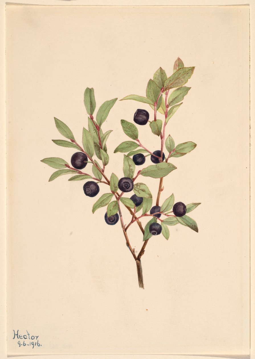 Stor skvalderkål (Vaccinium membranaceum) af Mary Vaux Walcott