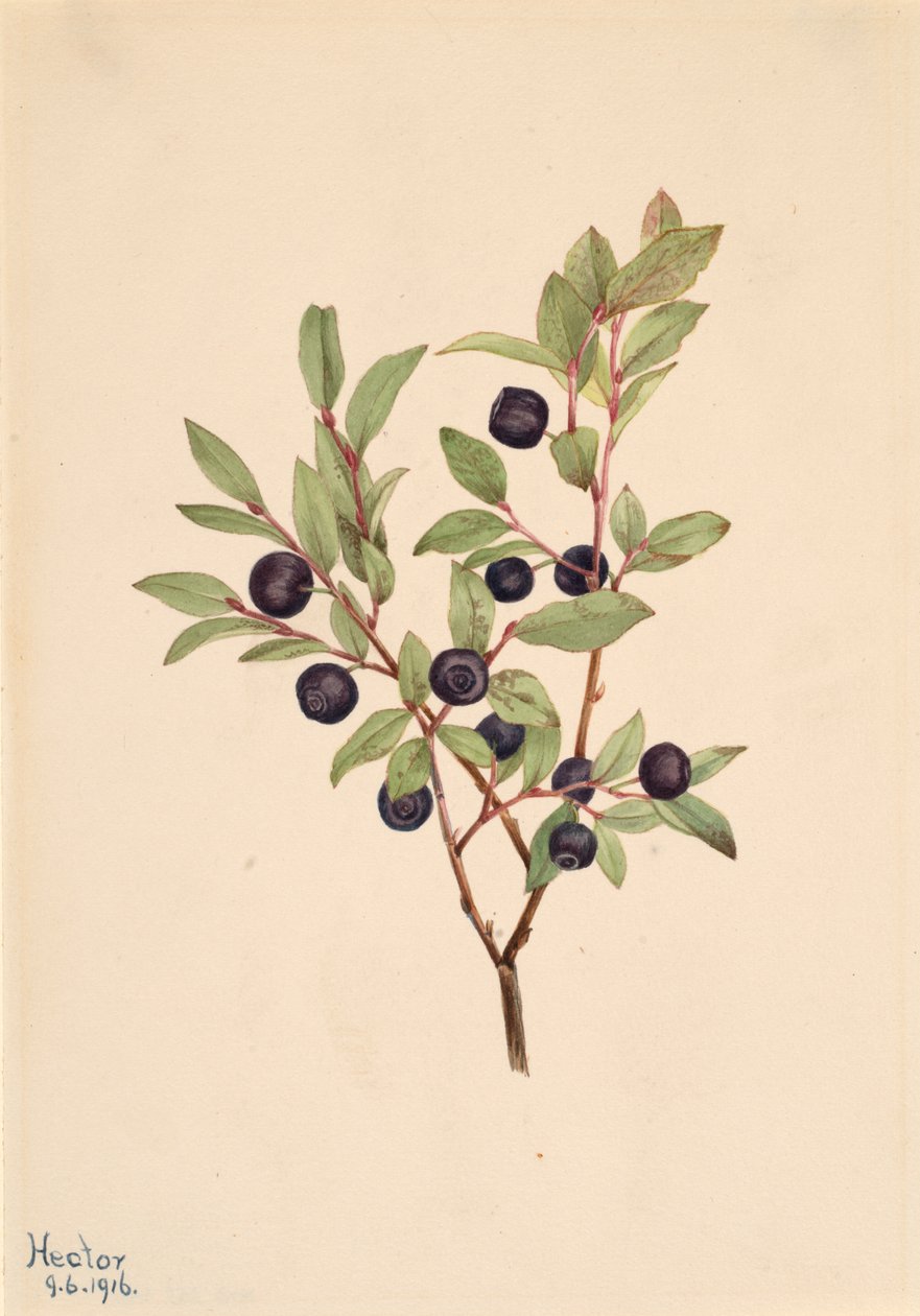 Big Whortleberry Vaccinium membranaceum, 1916. af Mary Vaux Walcott