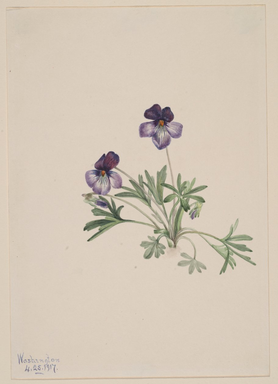 Fuglefodsviol (Viola pedata) af Mary Vaux Walcott