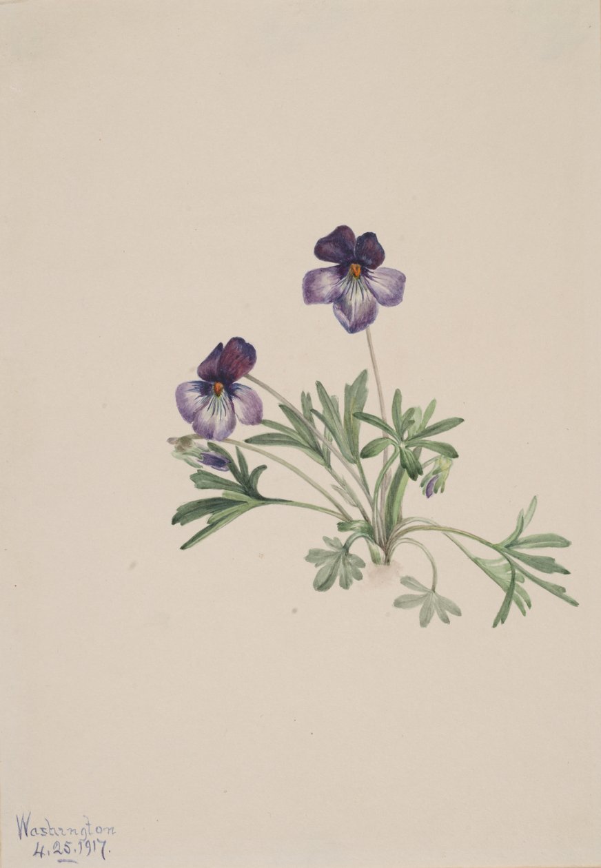 Birdsfoot Violet Viola pedata, 1917. af Mary Vaux Walcott