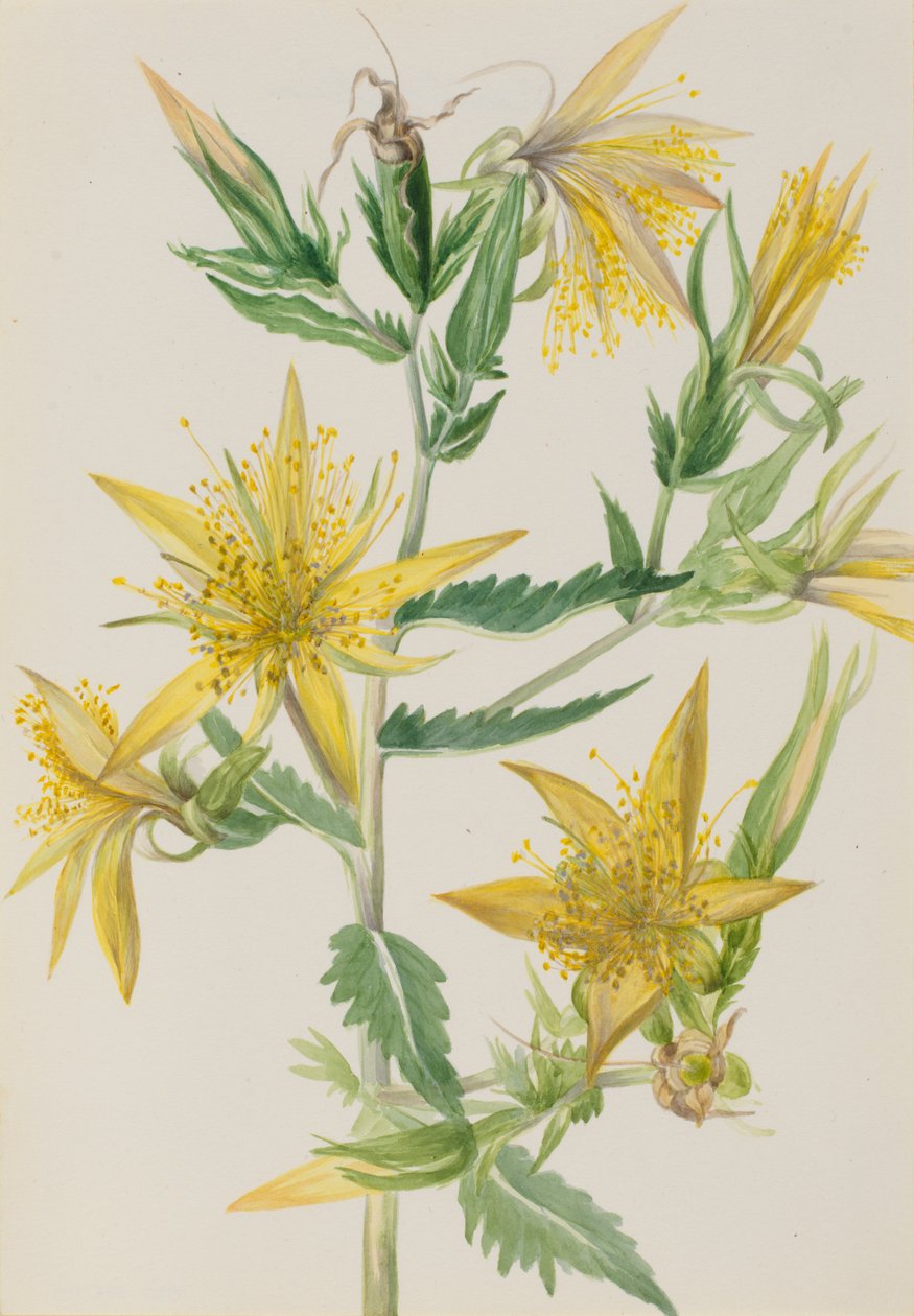 Brændende stjerne Mentzelia laevicaulis, ca. 1930