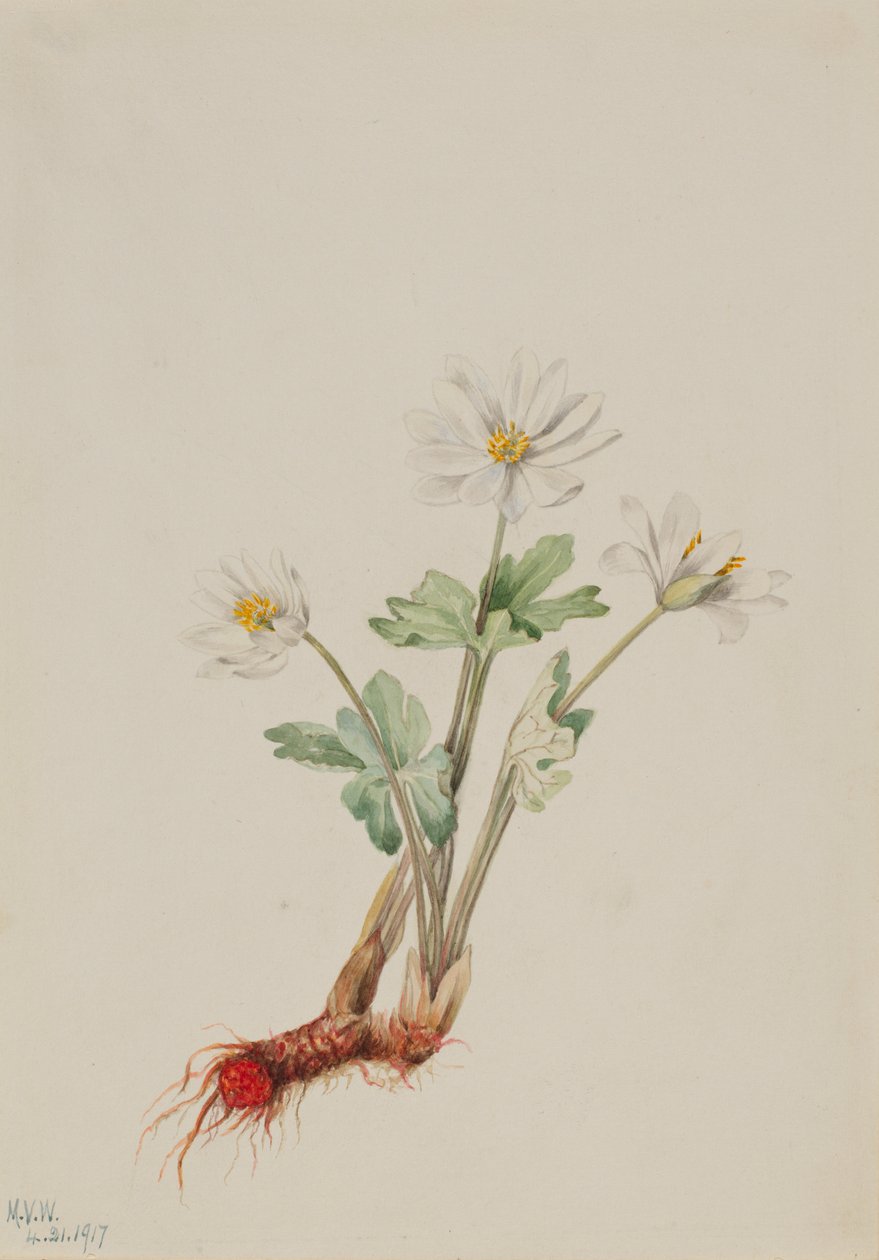 Blodrod (Sanguinaria canadensis) af Mary Vaux Walcott