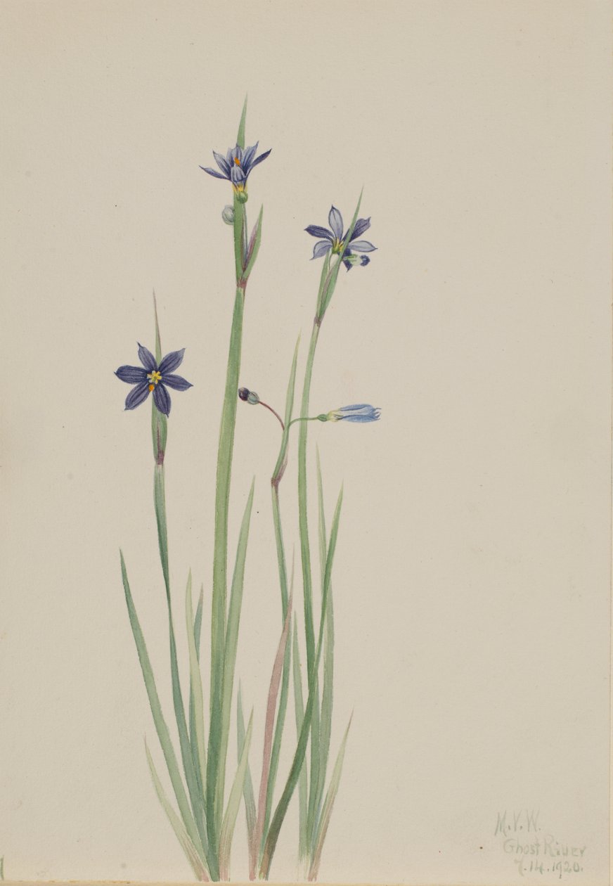Blåøjet græs (Sisyrinchium angustifolium) af Mary Vaux Walcott