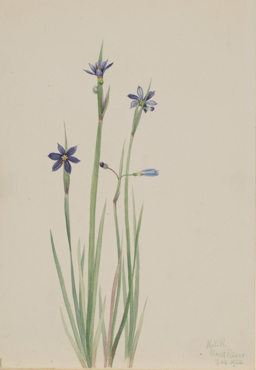 Blåøjet græs Sisyrinchium angustifolium, 1920. af Mary Vaux Walcott