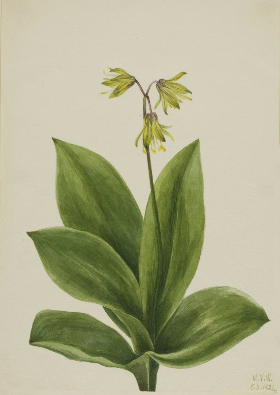 Blue Bead Clintonia borealis, 1924. af Mary Vaux Walcott