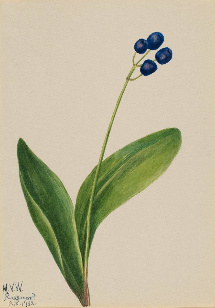 Blue Bead Clintonia borealis, 1932. af Mary Vaux Walcott