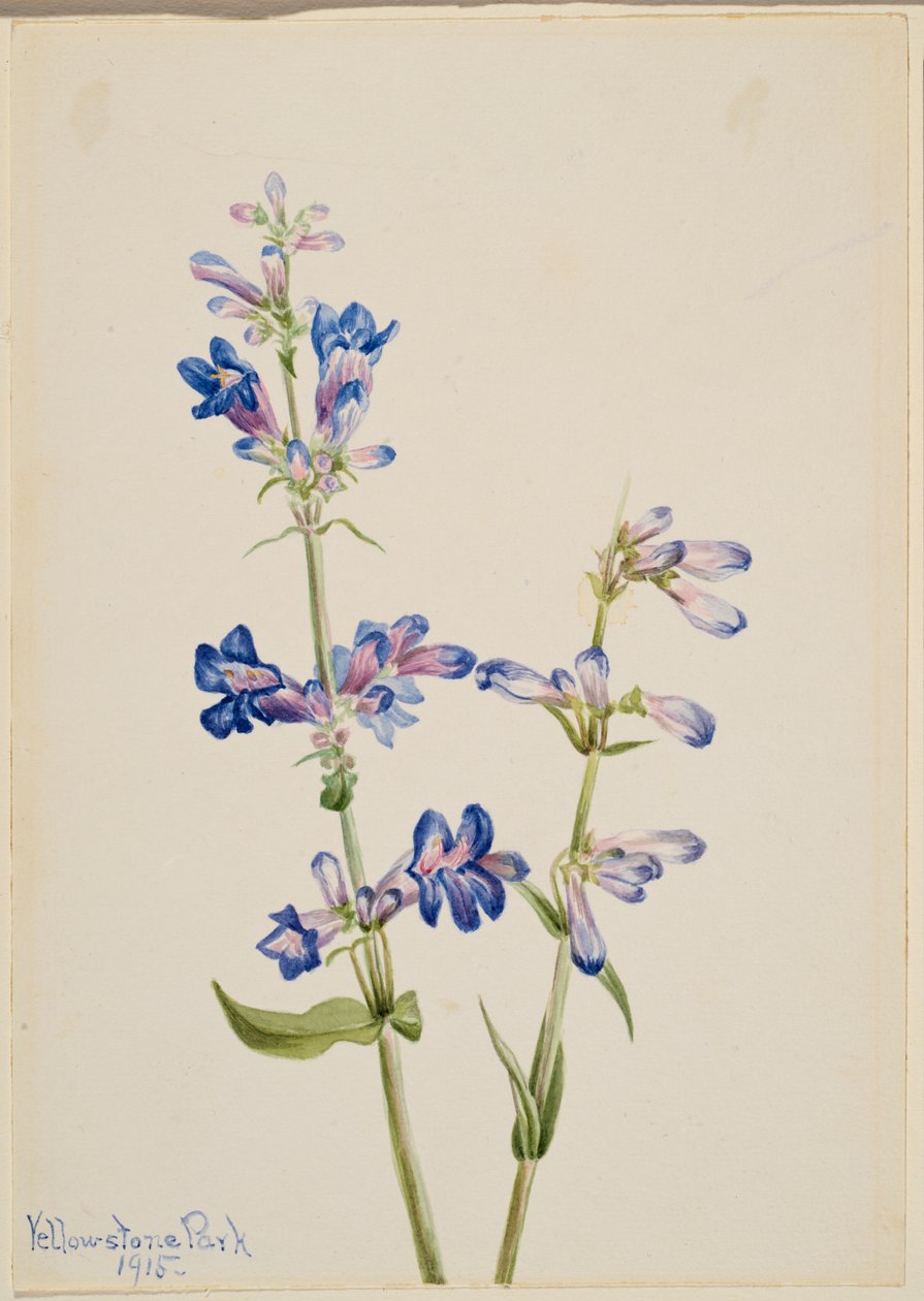 Blå skægtunge (Pentstemon) af Mary Vaux Walcott