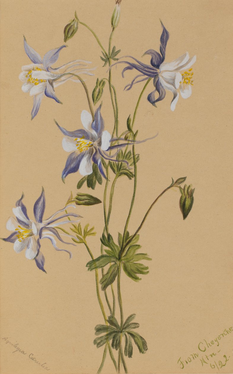 Blå akeleje (Aquilegia caerulea) af Mary Vaux Walcott