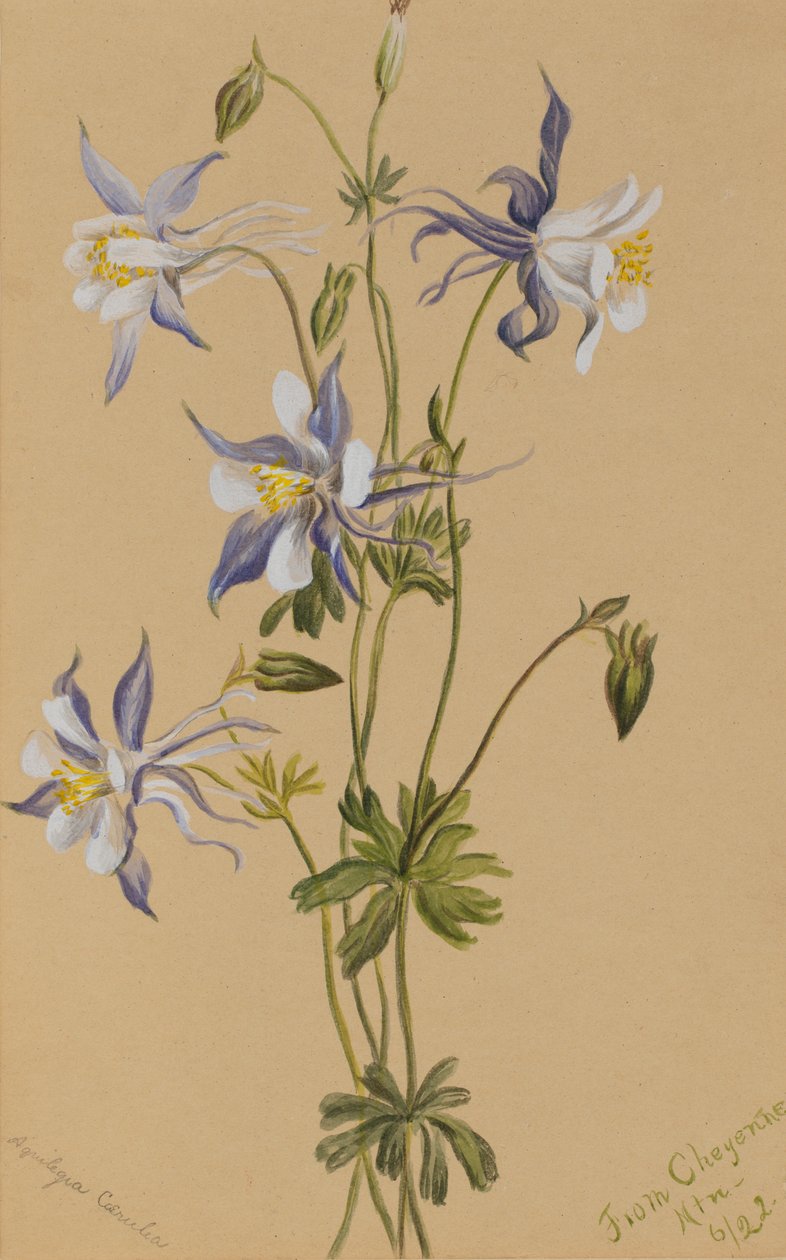 Blue Columbine Aquilegia caerulea, 1922. af Mary Vaux Walcott