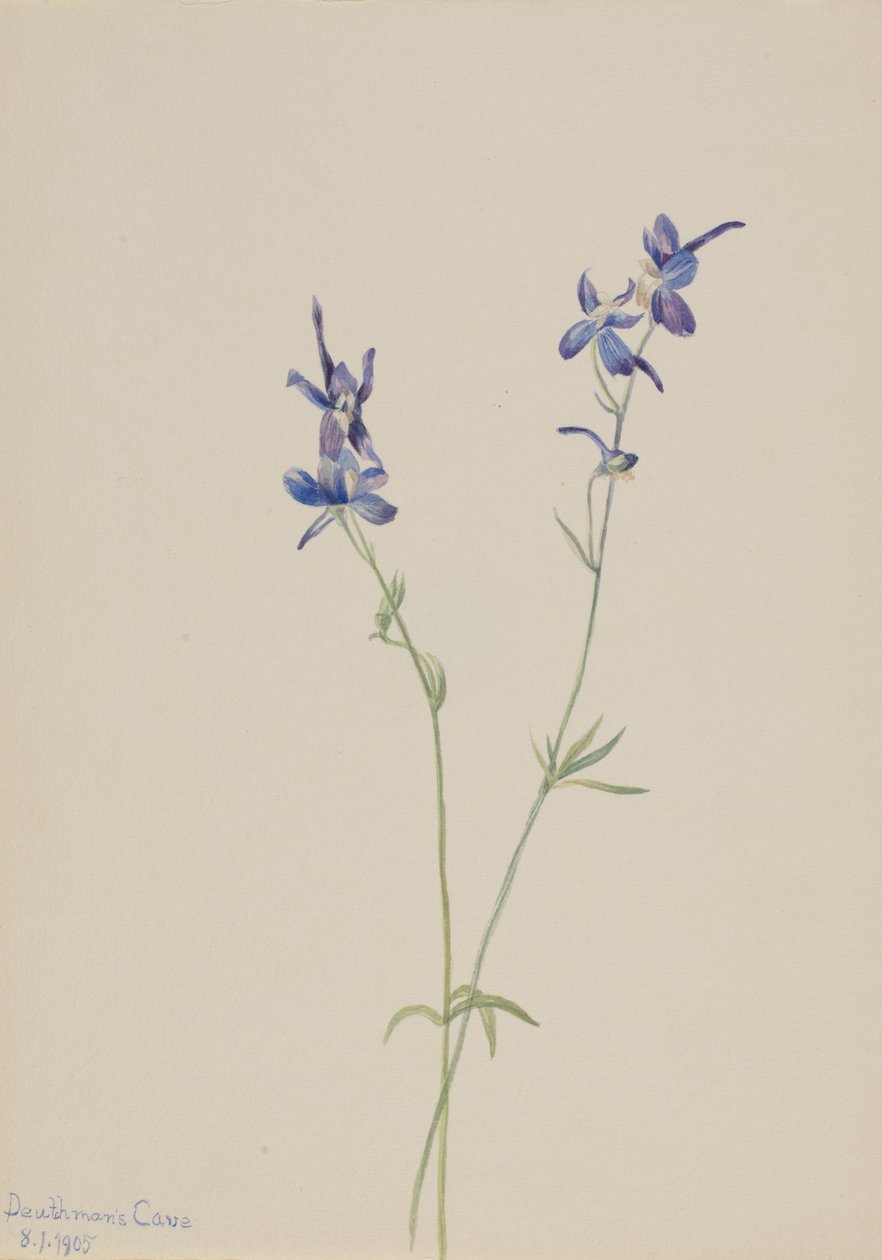 Blå lærkespore Delphinium nuttallianum, 1905. af Mary Vaux Walcott