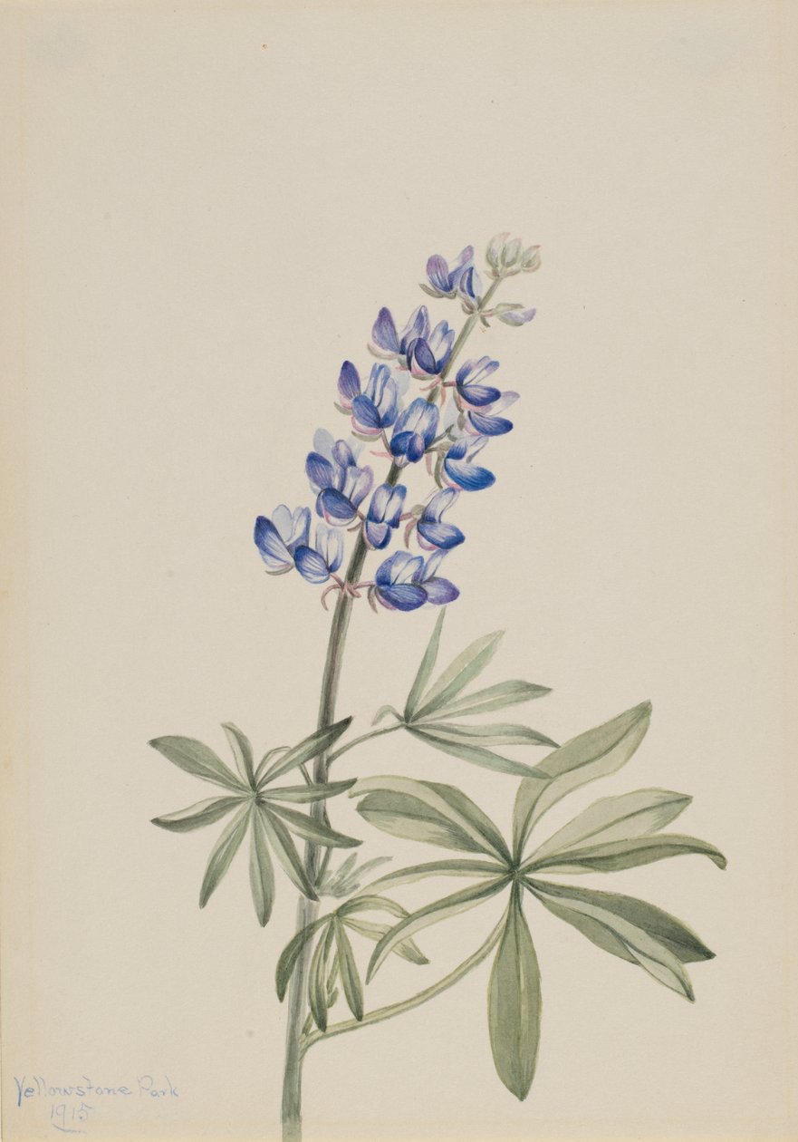 Blå Lupin Lupinus argenteus, 1915. af Mary Vaux Walcott