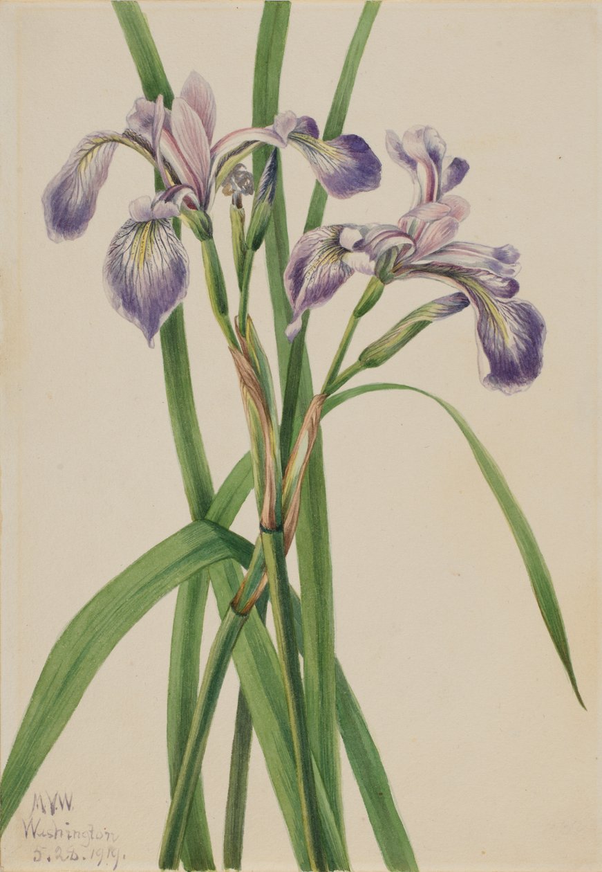 Blåflag Iris Iris versicolor, 1919. af Mary Vaux Walcott