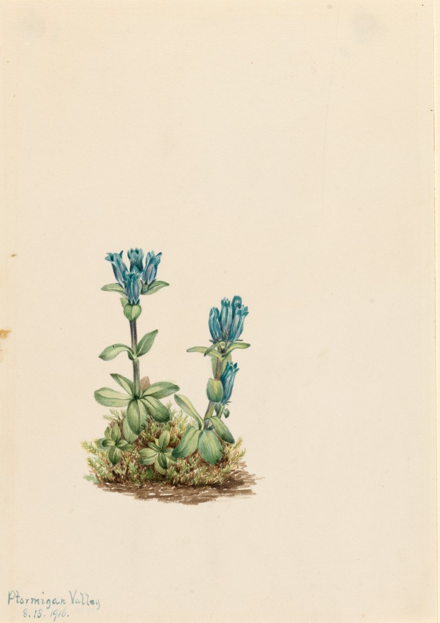 Blågrøn ensian (Gentiana glauca) af Mary Vaux Walcott