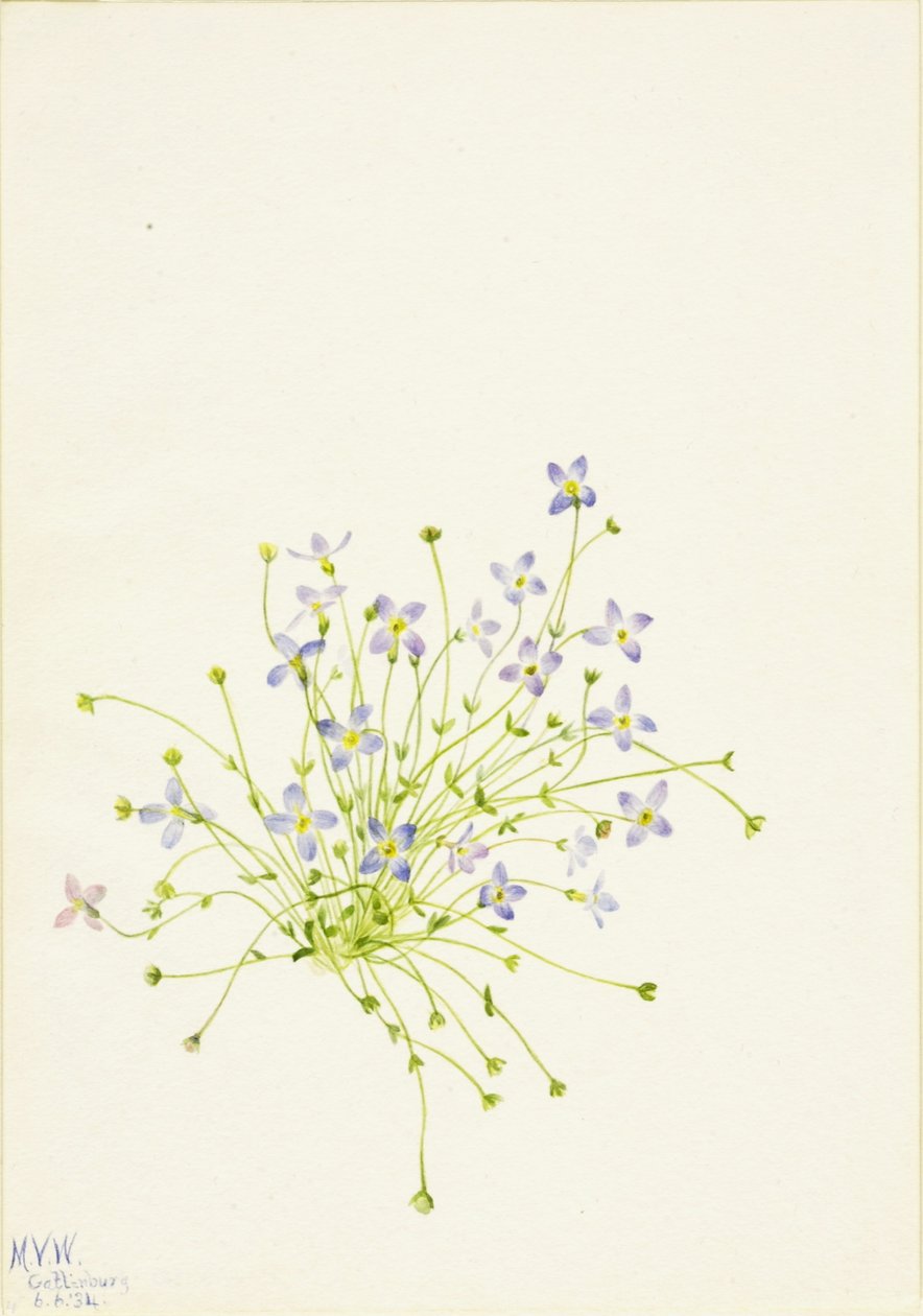 Blåhat (Houstonia serpyllifolia) af Mary Vaux Walcott