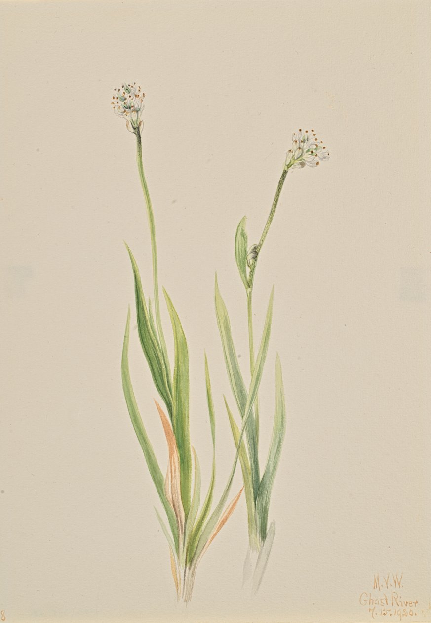 Bog-Asphodel Tofieldia intermedia, 1920. af Mary Vaux Walcott