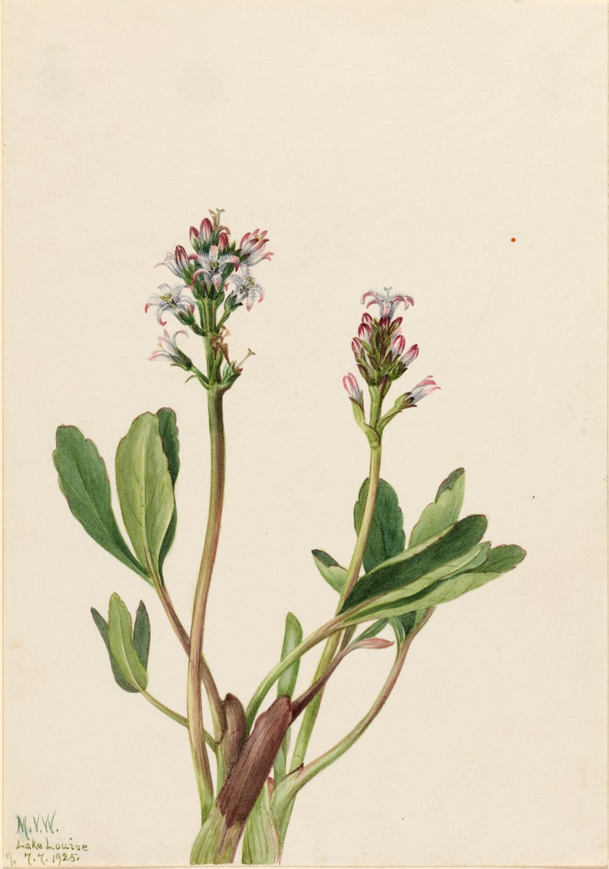 Bogbean Menyanthes trifoliata, 1925. af Mary Vaux Walcott