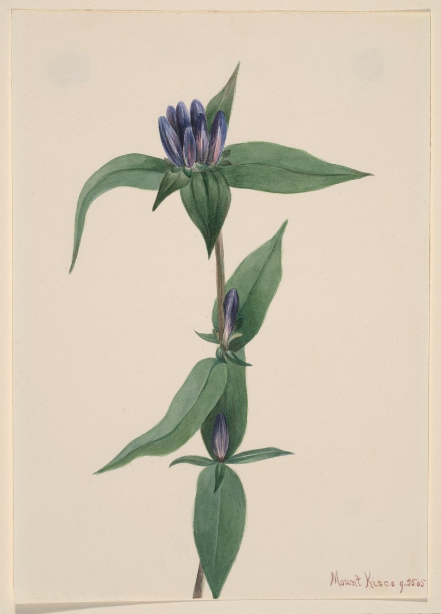 Flaske-ensian (Gentiana saponaria) af Mary Vaux Walcott